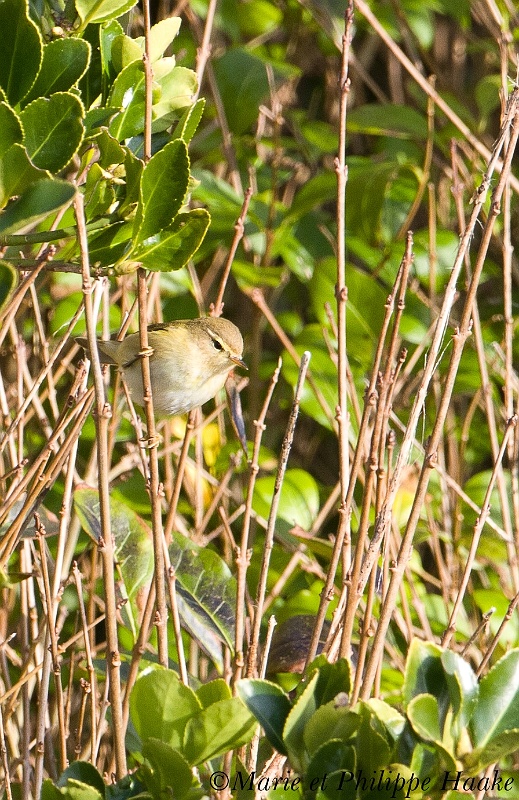 Pouillot veloce 6088_wm.jpg - Pouillot véloce - Common Chiffchaff - Phylloscopus collybita(Bretagne, France, janvier 2011)